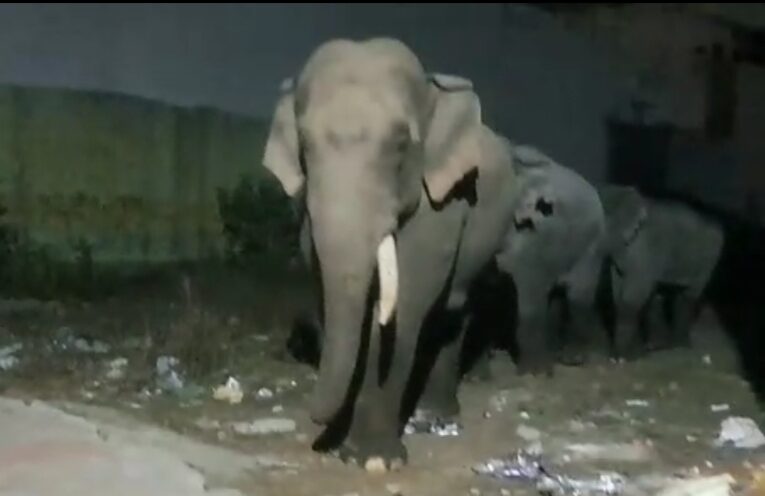 देर रात हाथियों का झुंड पहुंचा रिहायशी कॉलोनी में, अफरा-तफरी का माहौल, देखें वीडियो…