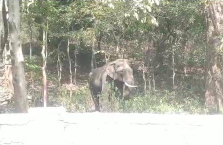 संघर्ष में घायल हुआ हाथी पहुंचा हिल बाईपास, मचा हड़कंप, देखें वीडियो…
