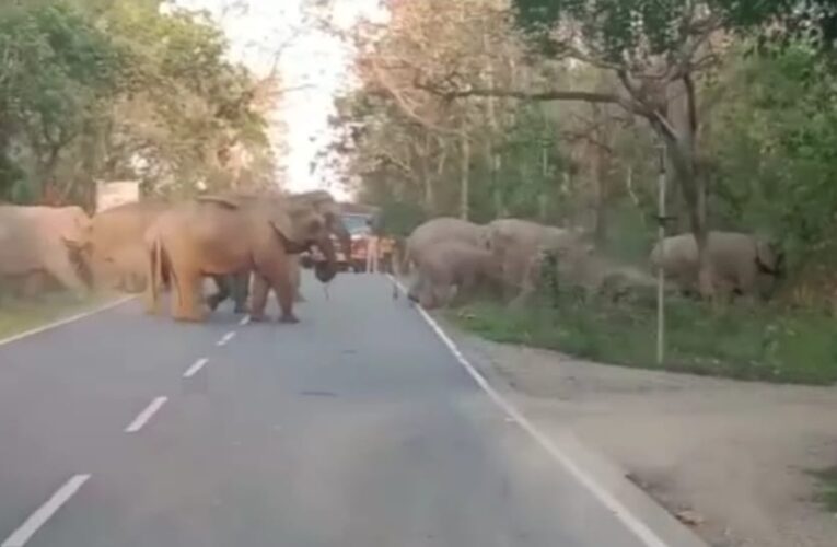 जंगल से निकलकर हाईवे पर पहुंचा हाथियों का झुंड, अफरा-तफरी के बीच राहगीर बनाने लगे वीडियो, देखें वीडियो…