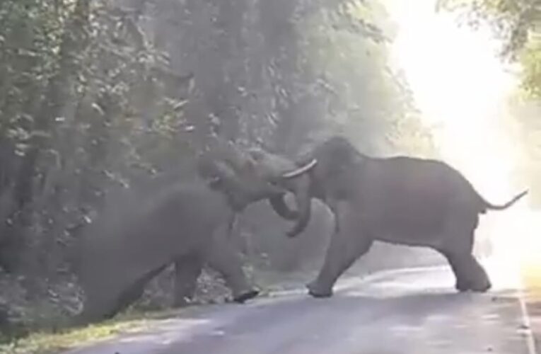 सड़क पर दो जंगली हाथियों में भीषण जंग देखें, एक्सक्लूसिव वीडियो