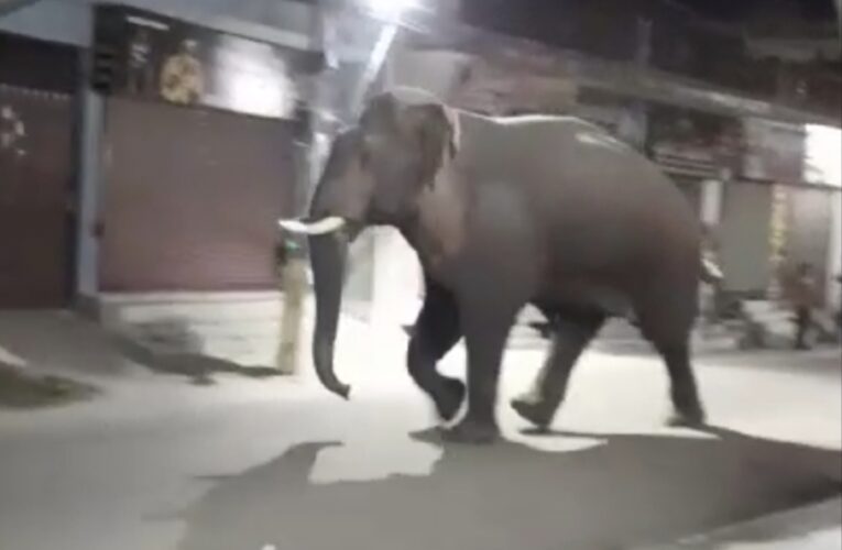कॉलोनी में पहुंचे हाथियों के झुंड से पंगा लेना गली के कुत्ते को पड़ा भारी, हाथी ने मारी लात, देखें वीडियो…
