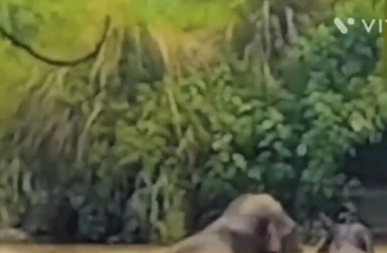 हाथी का अपने कुनबे के साथ गंगा स्नान करने का  वीडियो वायरल, देखें वीडियो