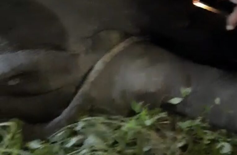 बिग ब्रेकिंग। ट्रेन से कटकर हाथी की दर्दनाक मौत, देखें वीडियो…