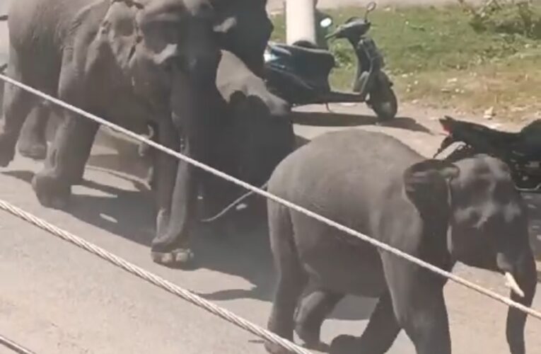 दिनदहाड़े भेल क्षेत्र में हाथियों का झुंड घुसने से मची अफरा-तफरी, देखें वीडियो…