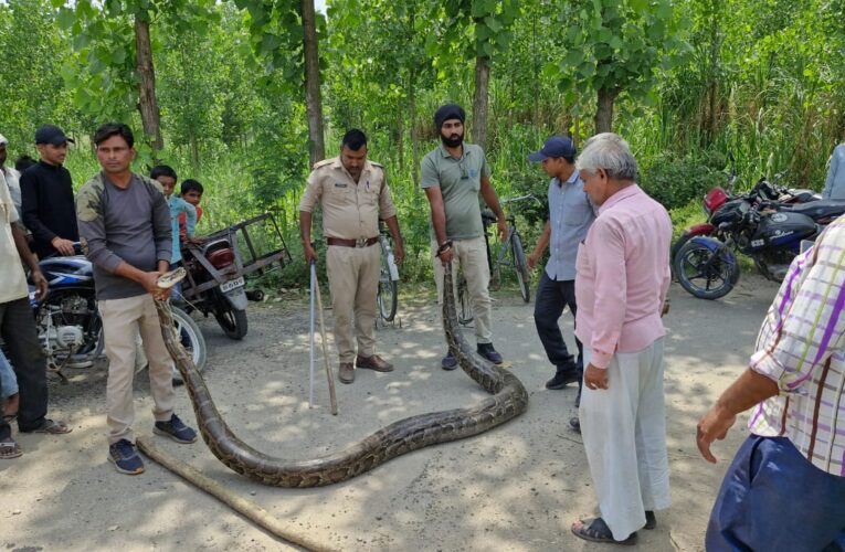 गांव में निकला 13 फीट का विशालकाय अजगर, रेस्क्यू में वनकर्मियो के छूटे पसीने, देखें वीडियो…