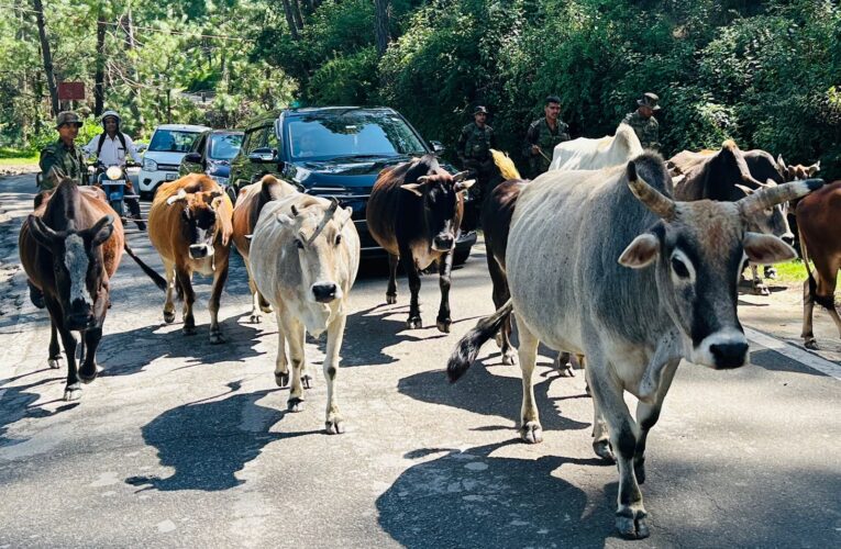 राष्ट्रीय राजमार्ग की यातायात व्यवस्था आवारा पशुओं के हवाले,   छावनी परिषद के अधिकारी मौन, राहगीर परेशान