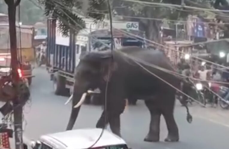 हरिद्वार की सड़कों पर पालतू जानवर की तरह घूमते जंगली हाथी, आक्रामक हुए तो हो सकता है बड़ा नुकसान, देखिए वीडियो