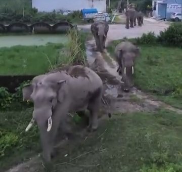 हाथियों के झुण्ड का पीछे करने वाले हुडदंगी&nbsp; बाइक सवारों से&nbsp; स्थानीय लोग दहशत में