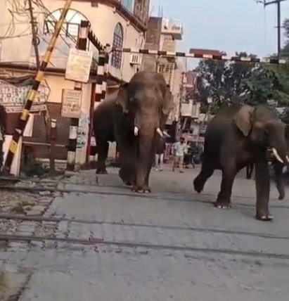 भईया हट जाओ तीन टस्कर हाथी रेलवे फटाक से गुजर रहे हैं, देखें वीडियो…